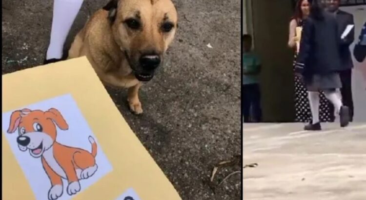 Flavio, el perrito callejero que se graduó y conquistó TikTok