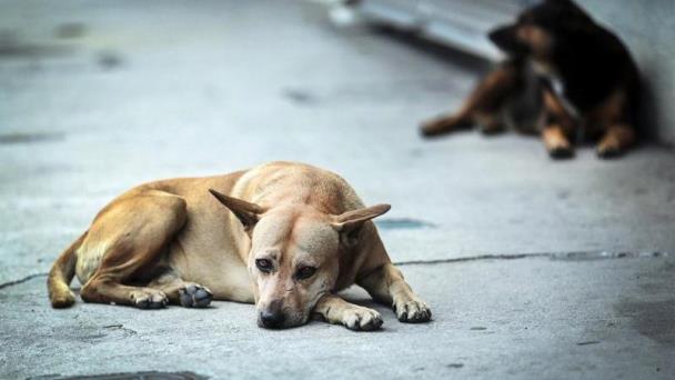 Iniciativa para controlar perros callejeros en Jalisco genera polémica