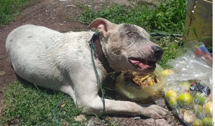 Lomito es rescatado luego de estar dos días en un río de Jalisco