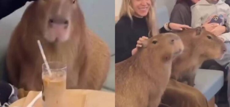 La polémica detrás de los cafés con capibaras: ¿entretenimiento o explotación animal?