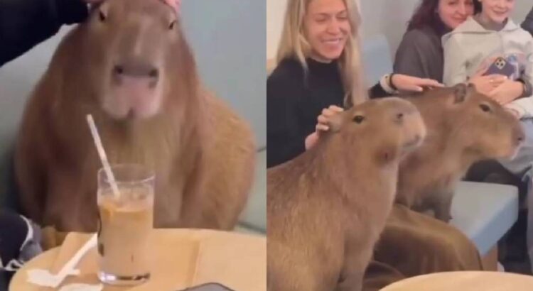 La polémica detrás de los cafés con capibaras: ¿entretenimiento o explotación animal?