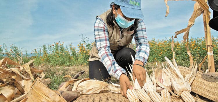 Crisis del Maíz en Jalisco: Secretaría de Agricultura Busca Solución