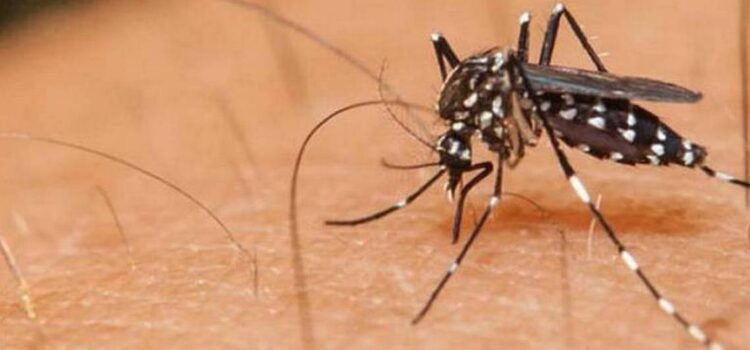 Dengue en Jalisco: alerta epidemiológica por incremento de casos