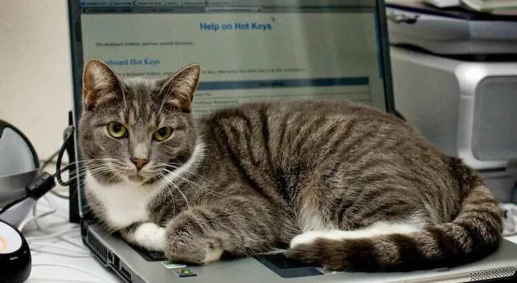 Empresa japonesa “contrata” gatos para reducir estrés y mejorar productividad en su oficina Empresa japonesa “contrata” gatos para reducir estrés y mejorar productividad en su oficina