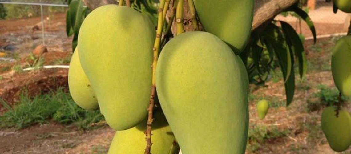 Producción de mango en Jalisco se ve afectada por sequía y cambio climático