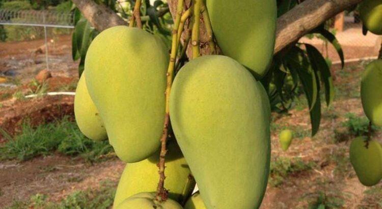 Producción de mango en Jalisco se ve afectada por sequía y cambio climático