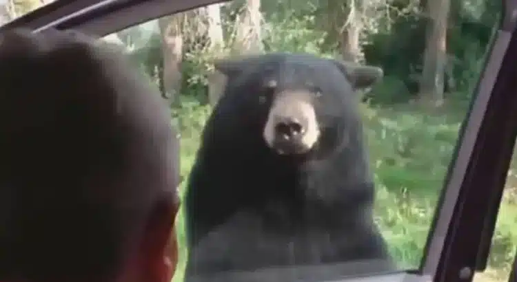 Se disfrazaron de oso para destruir sus autos y cobrar el seguro Se disfrazaron de oso para destruir sus autos y cobrar el seguro