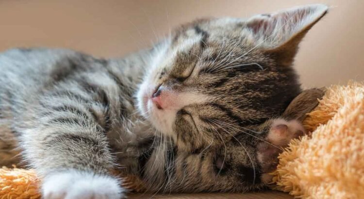 Mujer acusó a su esposo de dar más atención a su gato que a ella Mujer acusó a su esposo de dar más atención a su gato que a ella