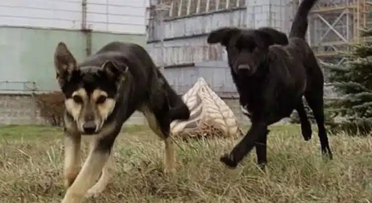 Los perros de Chernóbil: una mutación les ha conferido «superpoderes» Los perros de Chernóbil: una mutación les ha conferido «superpoderes»