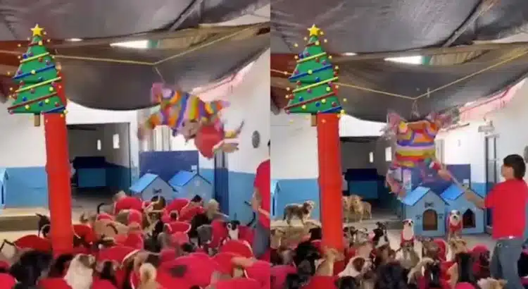 Refugio organiza «perri posada» con piñata llena de salchichas Refugio organiza «perri posada» con piñata llena de salchichas