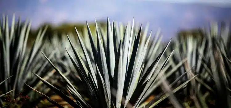 Mesa de trabajo para proteger la producción de agave en Jalisco