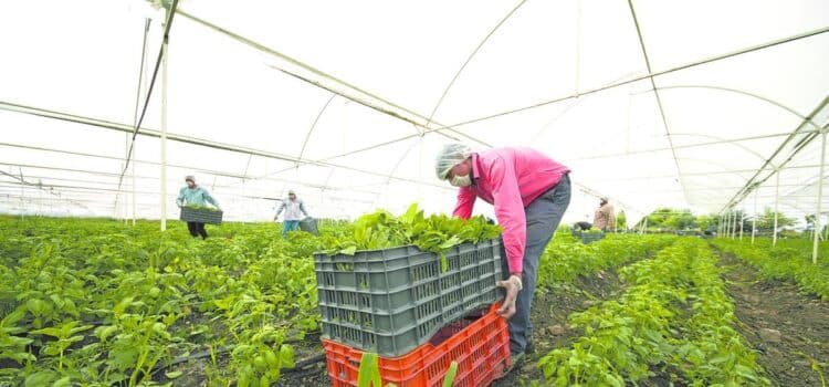 “Aprende y Agroemprende”: Iniciativa para impulsar el campo y a los jóvenes en Jalisco “Aprende y Agroemprende”: Iniciativa para impulsar el campo y a los jóvenes en Jalisco
