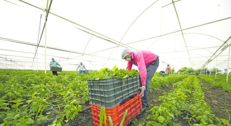 “Aprende y Agroemprende”: Iniciativa para impulsar el campo y a los jóvenes en Jalisco