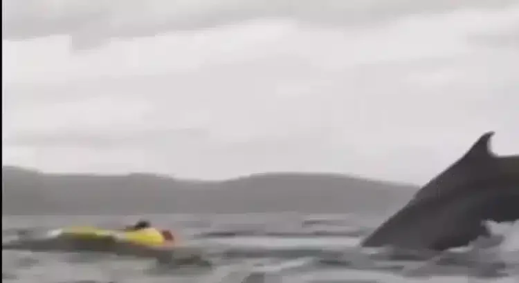 Se lo tragó una ballena … y sobrevivió para contarlo Se lo tragó una ballena … y sobrevivió para contarlo