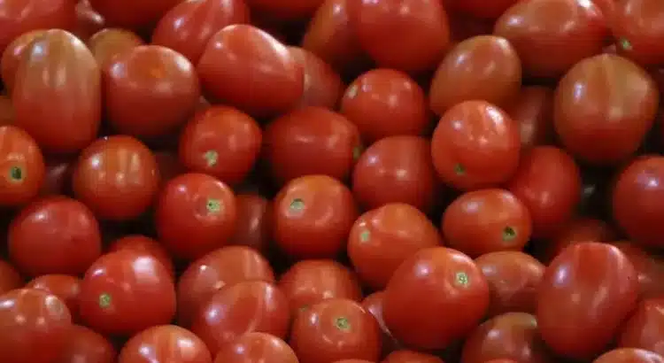 Estados Unidos impone nuevos aranceles al tomate mexicano