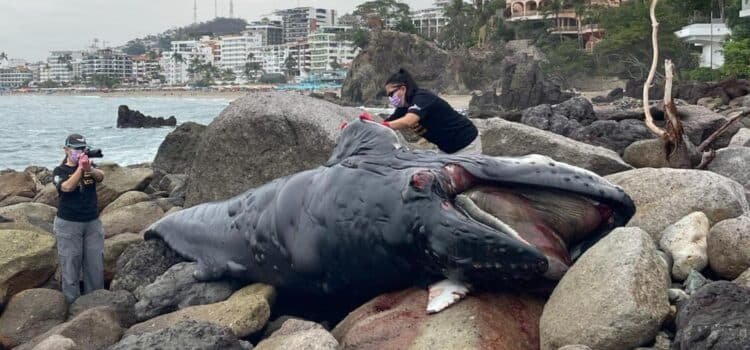 Hallan ballenato muerto en el Malecón de Puerto Vallarta