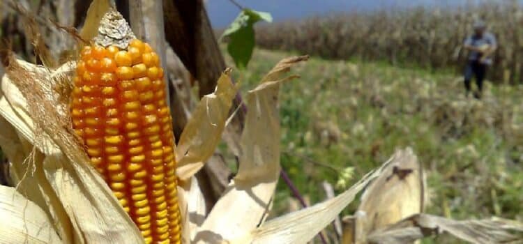 La Sequía Afecta la Producción de Alimentos en Jalisco