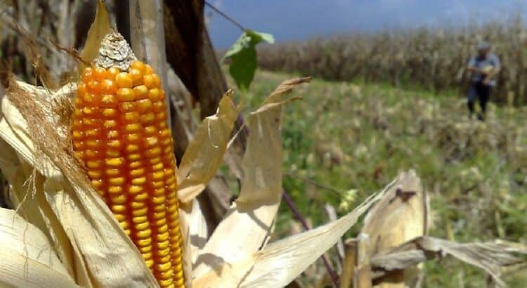 La Sequía Afecta la Producción de Alimentos en Jalisco