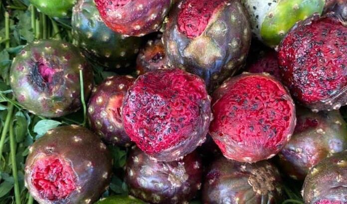 Incremento de lluvias en 2024 afectó la producción de pitaya en Jalisco