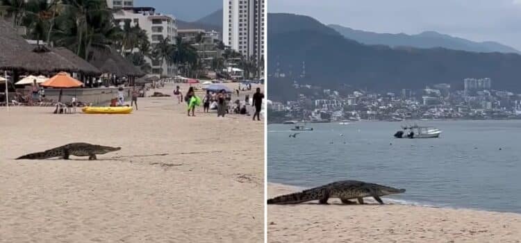 Captan cocodrilo caminando en una playa de Puerto Vallarta