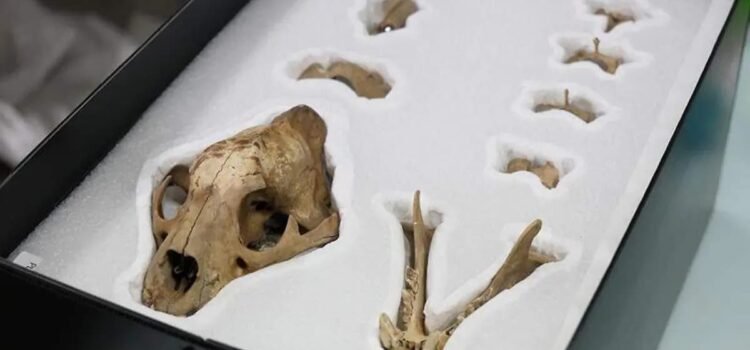 INAH encuentra ofrenda mexica con cientos de restos marinos y un jaguar en el Templo Mayor