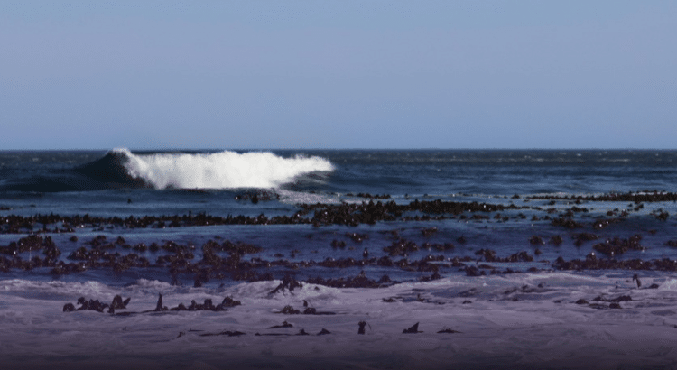 Playas de Jalisco con sargazo