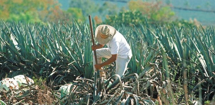 Jalisco es el mayor productor de tequila