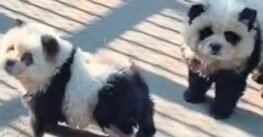 Zoológico da a los visitantes perro por panda