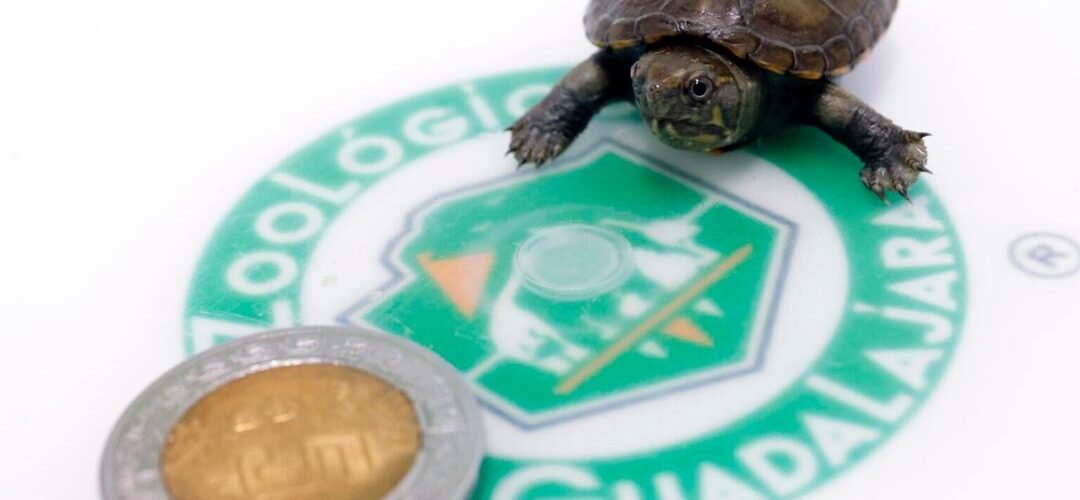 Nace ejemplar de tortuga más pequeña del mundo en Jalisco