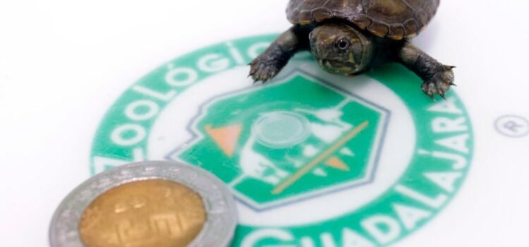 Nace ejemplar de tortuga más pequeña del mundo en Jalisco