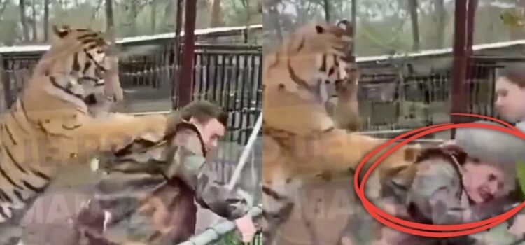 Tigre en cautiverio ataca a su veterinaria en Mazamitla, Jalisco
