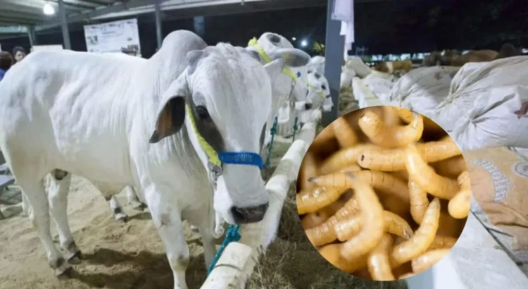 Detectan caso aislado de gusano barrenador en Jalisco Detectan caso aislado de gusano barrenador en Jalisco