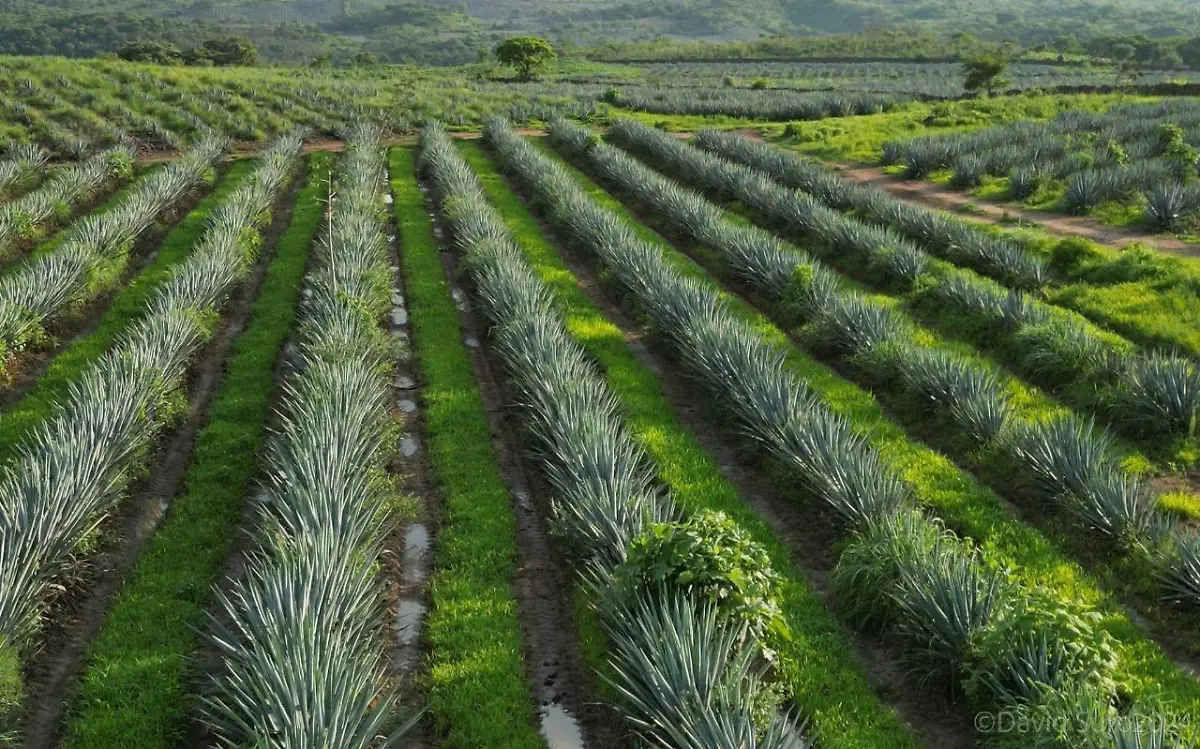 Tequilera regresa doble de agua que consume, como parte de agenda sustentable